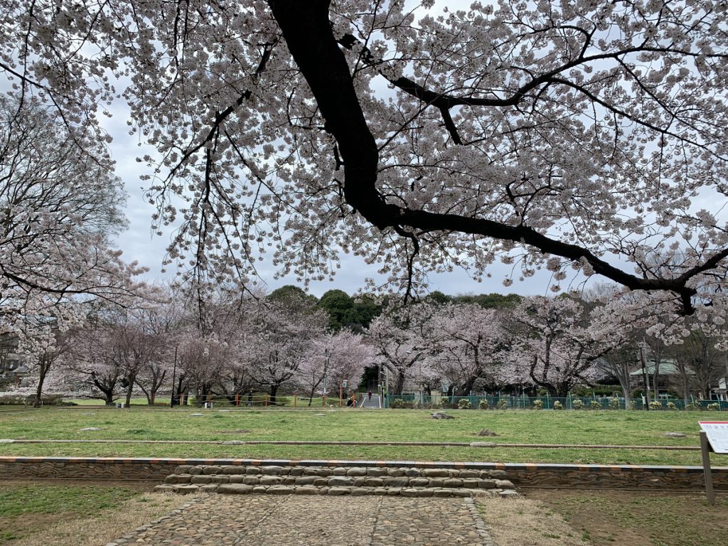 武蔵国分寺跡の桜