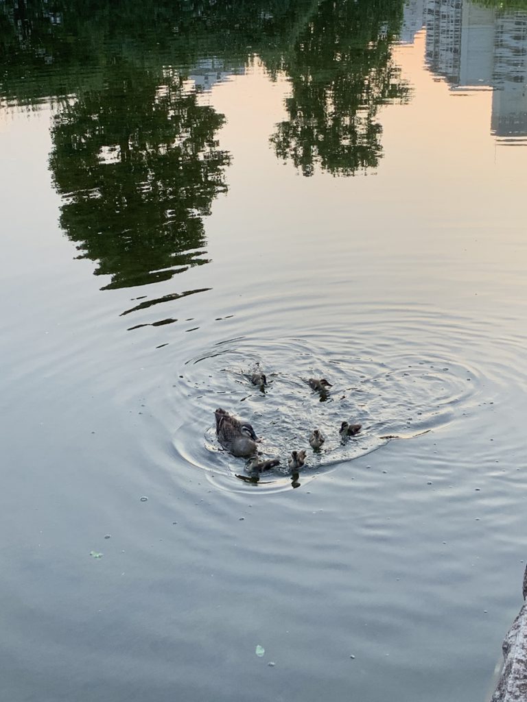 武蔵国分寺公園の池にいるカルガモ親子 (2020年6月5日撮影)