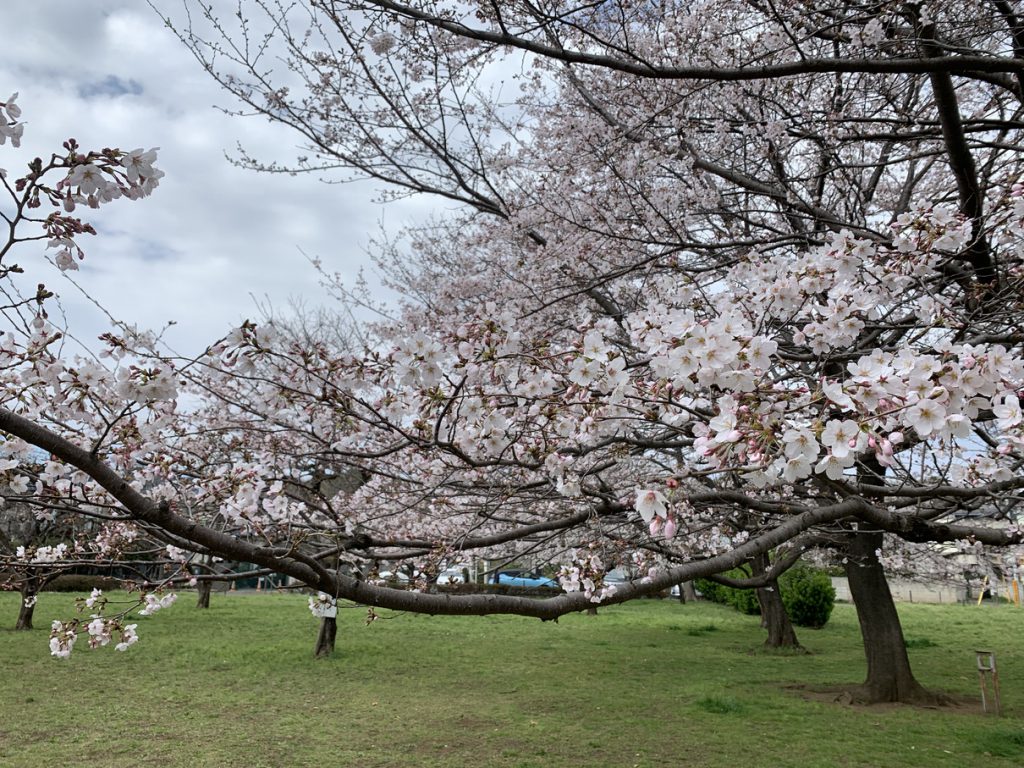 七重塔跡の桜
