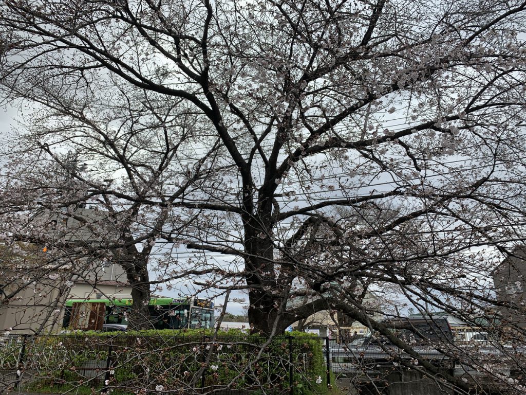 不動橋から見る桜 (2020年)