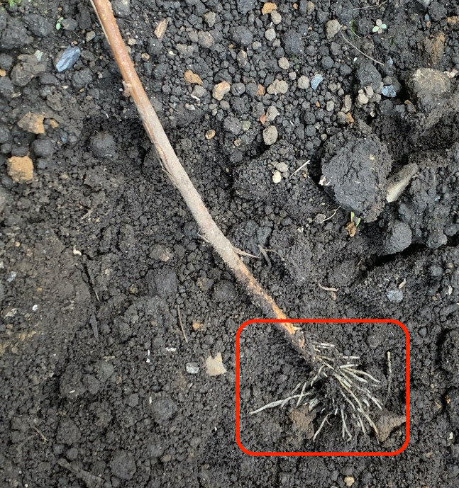 2ヶ月後に掘り起こしてみたらユキヤナギの枝に根が生えていました