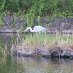 武蔵の池で獲物を狙うアオサギ (2023年4月2日撮影)