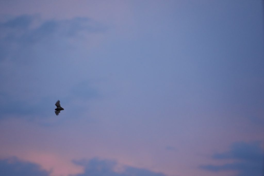 日没の空を忙しく飛び回るコウモリ