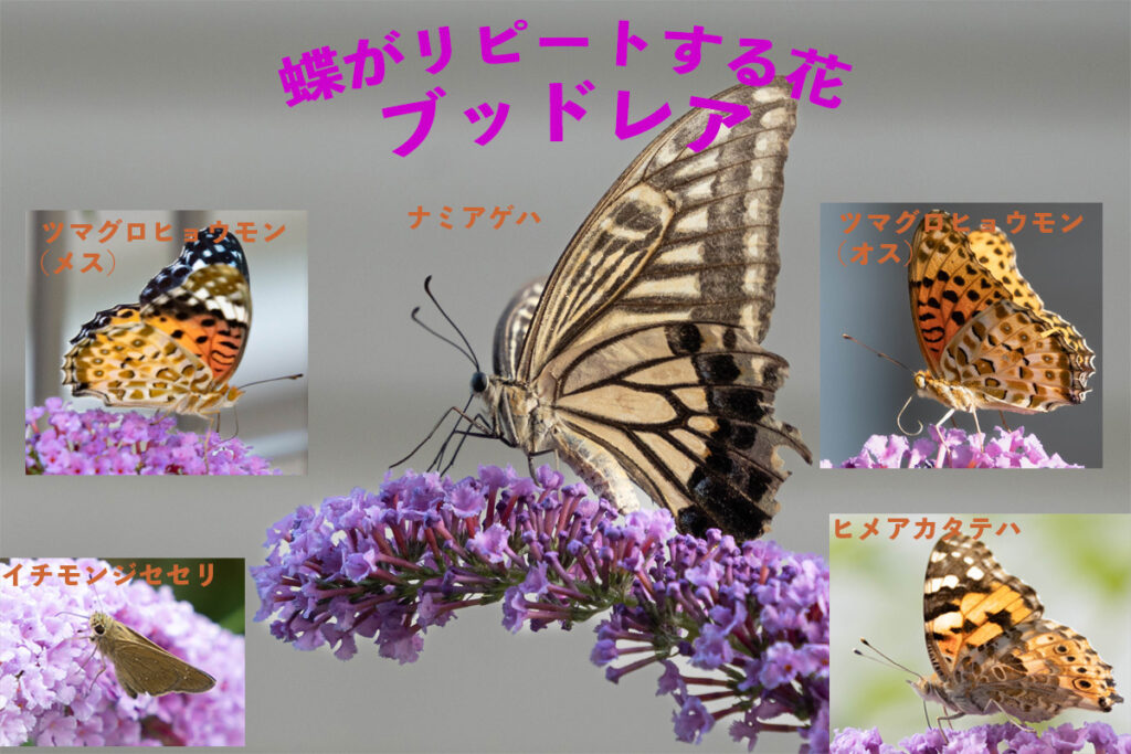 蝶がリピートする花、ブッドレア　アイキャッチ画像