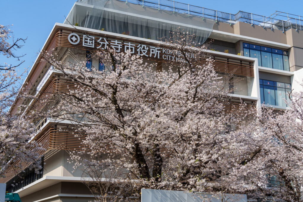 桜が咲く国分寺市役所の新庁舎建設現場 (2024年4月7日撮影)