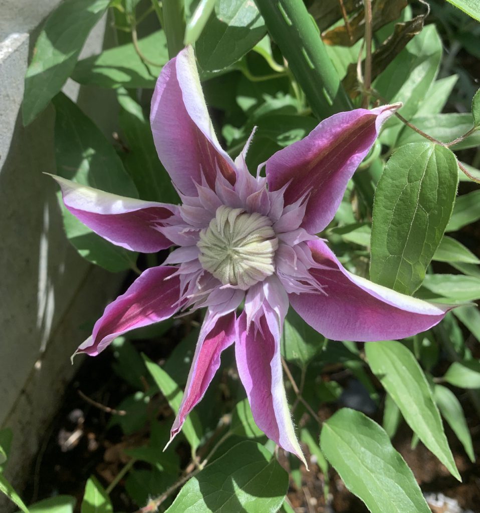 クレマチス　ジョセフィーヌの開花