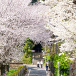 武蔵国分寺跡から見る桜 (2024年4月7日撮影)