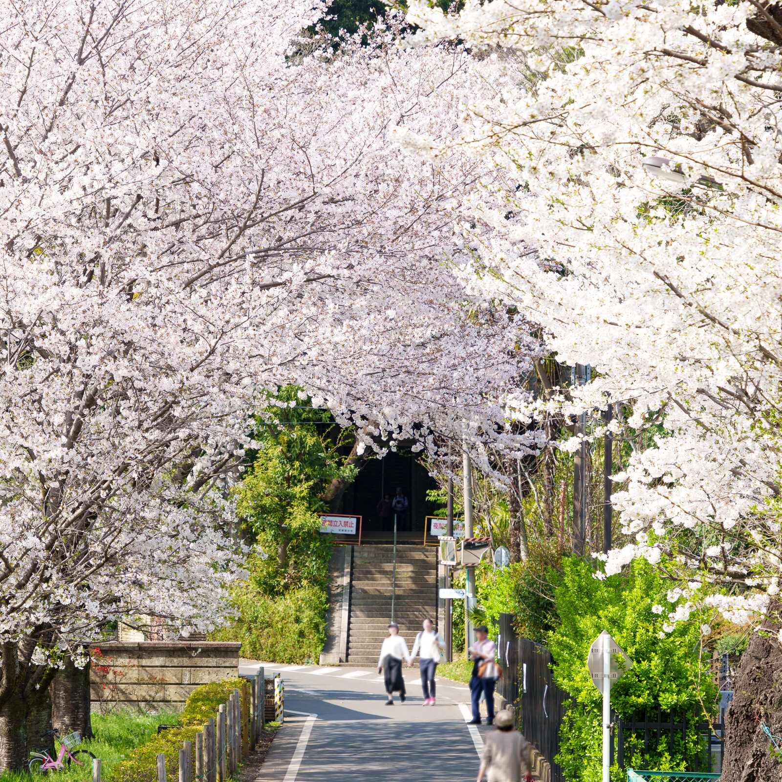 武蔵国分寺跡から見る桜 (2024年4月7日撮影)
