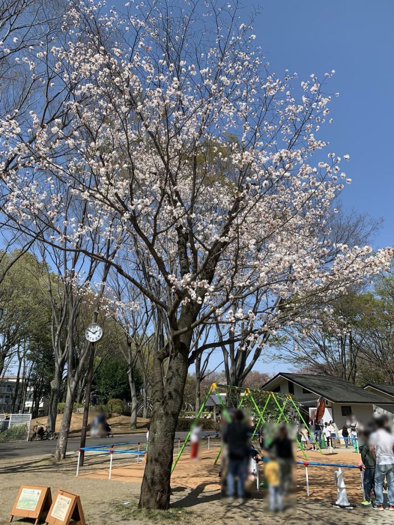 にじいろ広場のブランコ横の桜はやや遅めの開花