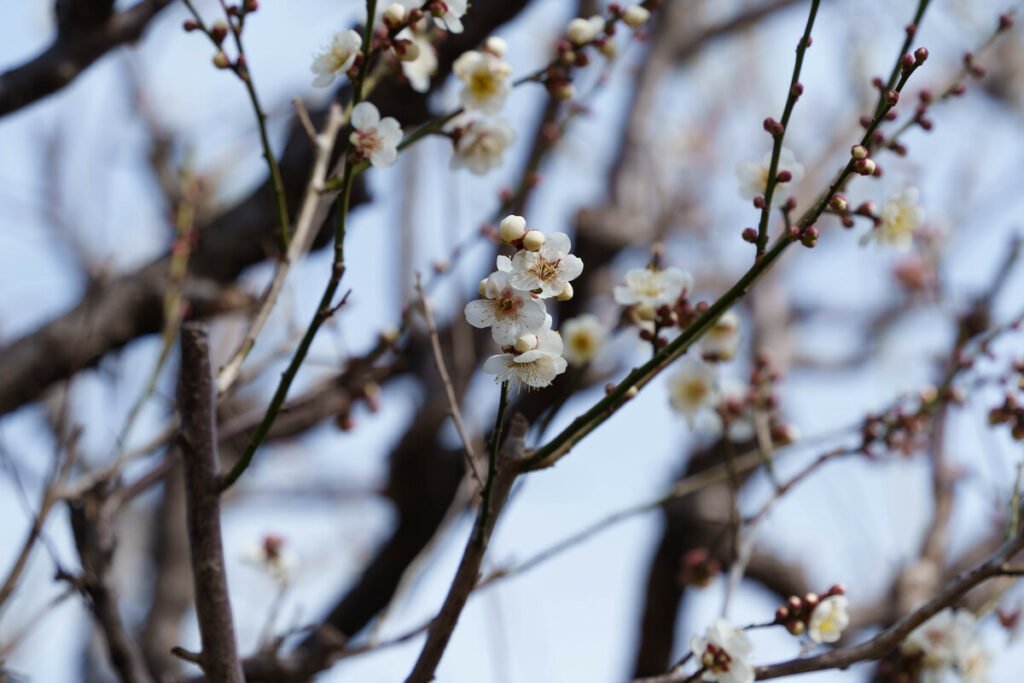 少しずつ咲き出した武蔵の池前の白梅の花 (2023年2月7日撮影)