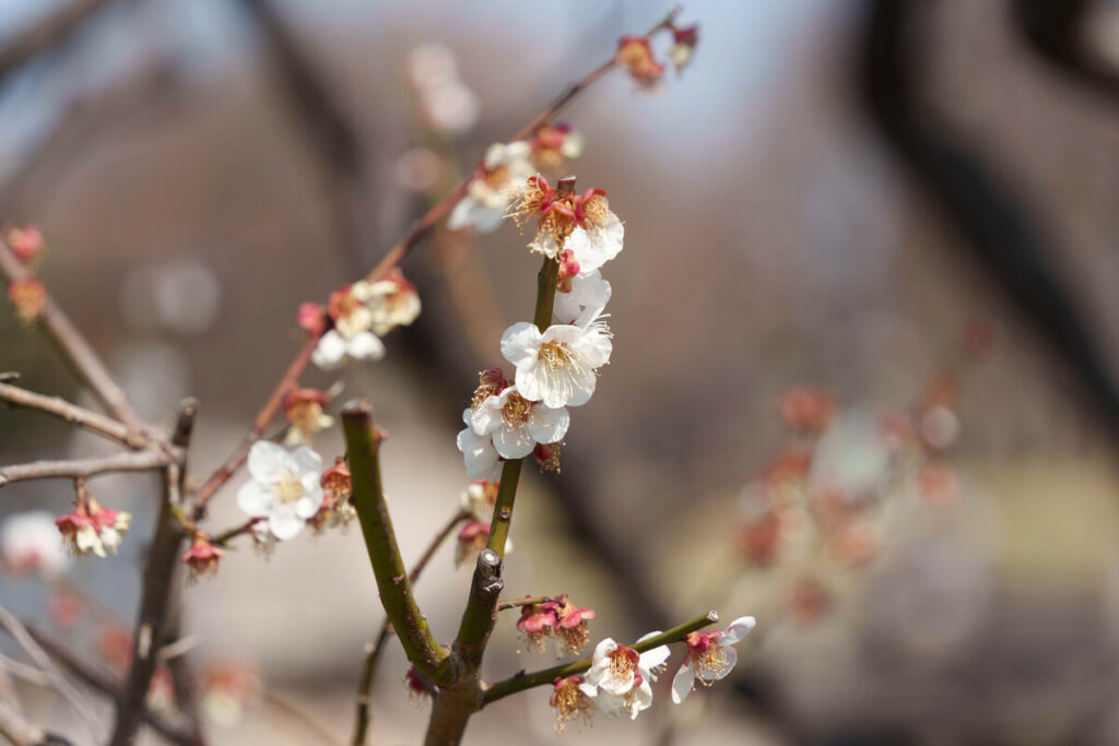 武蔵の池前の白梅の花 (2023年3月10日撮影)