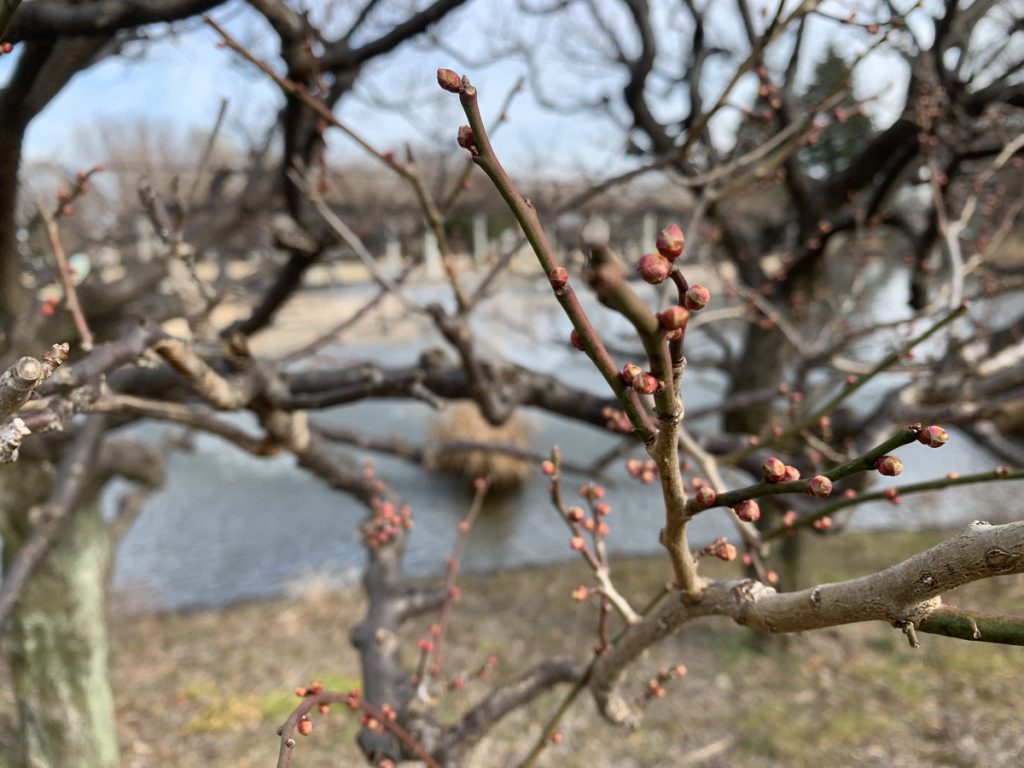 まだまだツボミの武蔵国分寺公園の武蔵の池前の白梅 (2022年1月25日撮影)