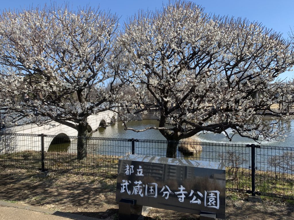 見頃を迎えた武蔵国分寺公園の白梅の花 (2022年3月6日撮影)