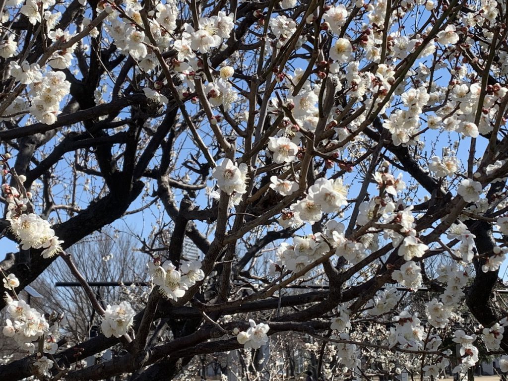 見頃を迎えた武蔵国分寺公園の白梅の花 Zoom (2022年3月6日撮影)