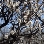 見頃を迎えた武蔵国分寺公園の白梅の花 Zoom (2022年3月6日撮影)