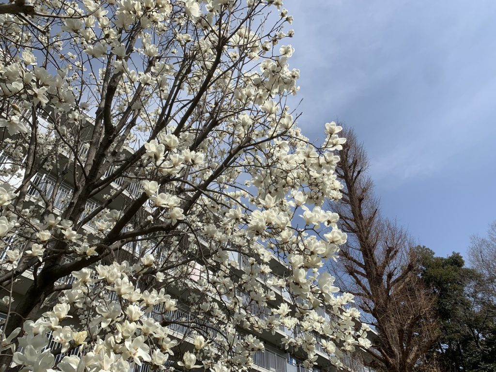 武蔵国分寺公園に咲くハクモクレンの花 (2022年3月17日撮影)