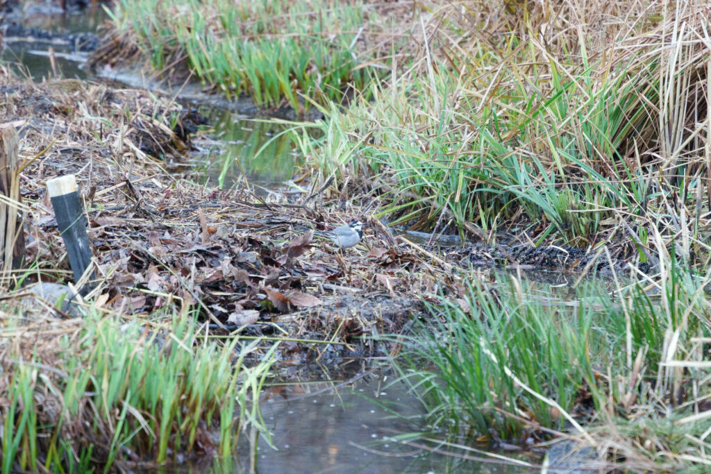 姿見の池で見られたハクセキレイ (2023年1月15日撮影)