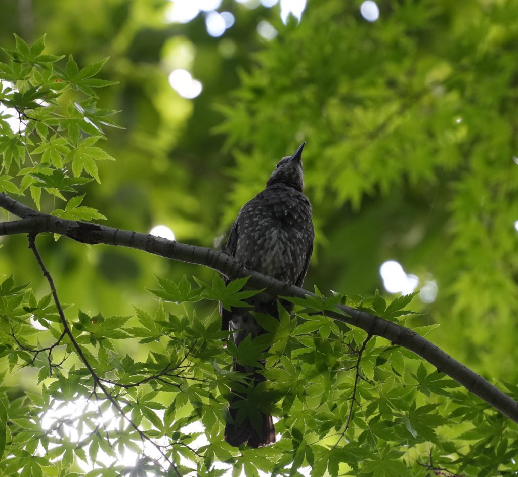 殿ヶ谷戸庭園で鳴き声を披露するヒヨドリ (2022年7月8日撮影)