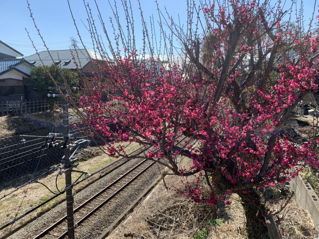 西武多摩川線の線路脇には紅梅が綺麗に咲いています。いちご橋から撮影 (2022年2月23日)
