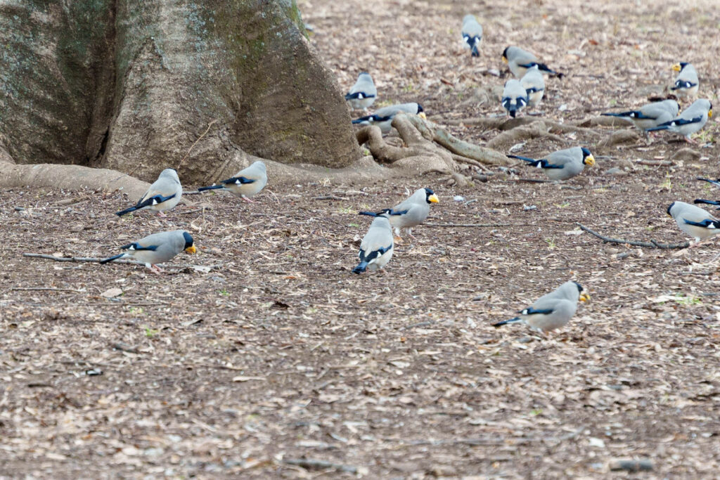 武蔵国分寺公園の木の下でどんぐりを割るイカルの群れ (2023年2月3日撮影)