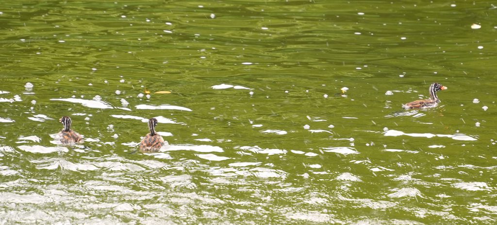 武蔵の池の西側で3羽で泳ぐカイツブリのヒナたち (2022年8月21日撮影)