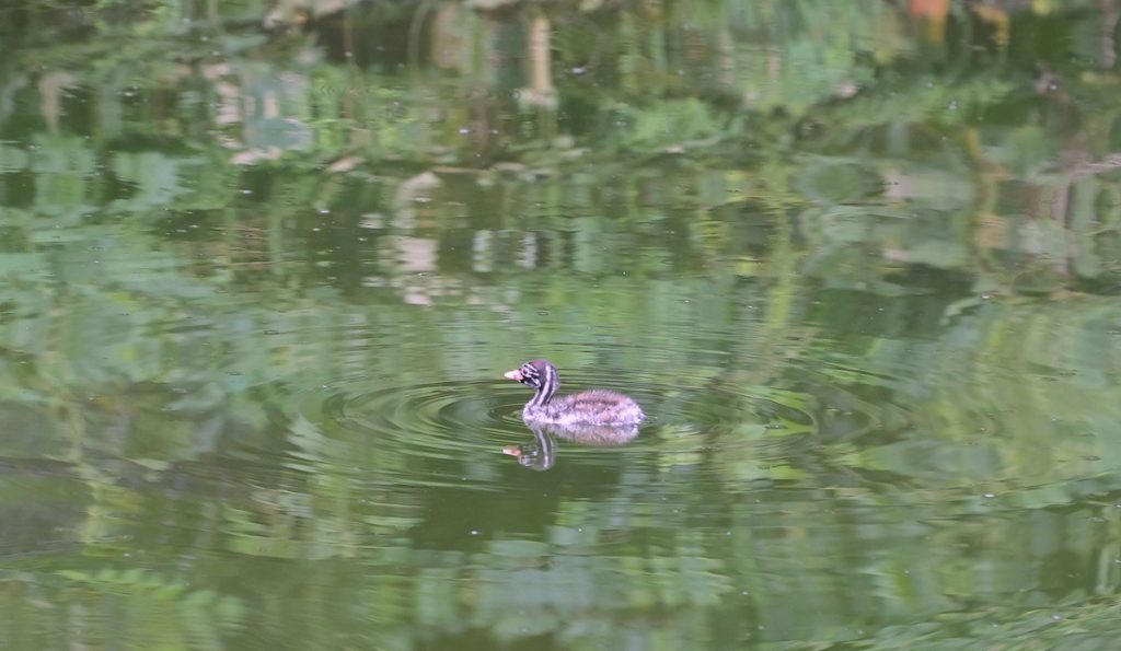 武蔵の池の東側で1羽で泳ぐカイツブリのヒナ (2022年8月21日撮影)