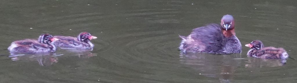 武蔵の池にいるカイツブリの3羽のヒナと親鳥 (2022年8月23日撮影)