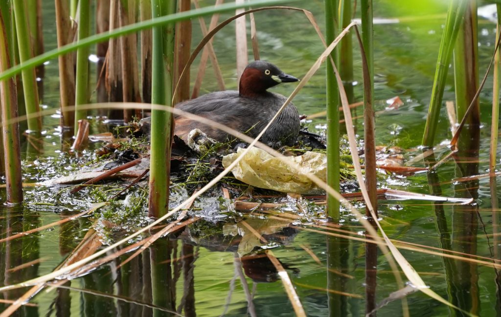 井の頭公園の池で卵を守っているカイツブリ (2022年6月11日撮影)