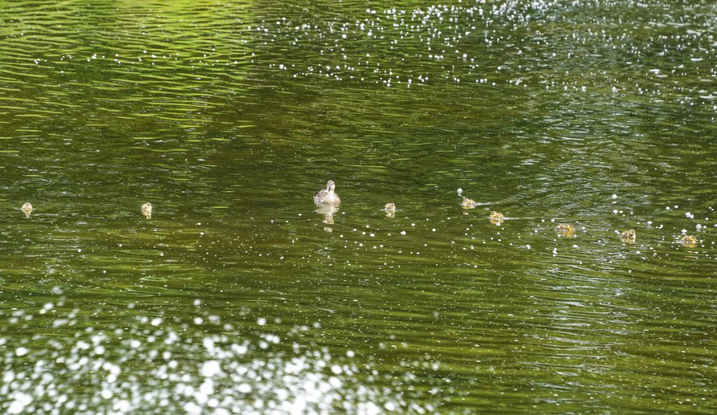 8匹のヒナを引き連れて泳ぐカルガモ親子 (2022年6月10日撮影)