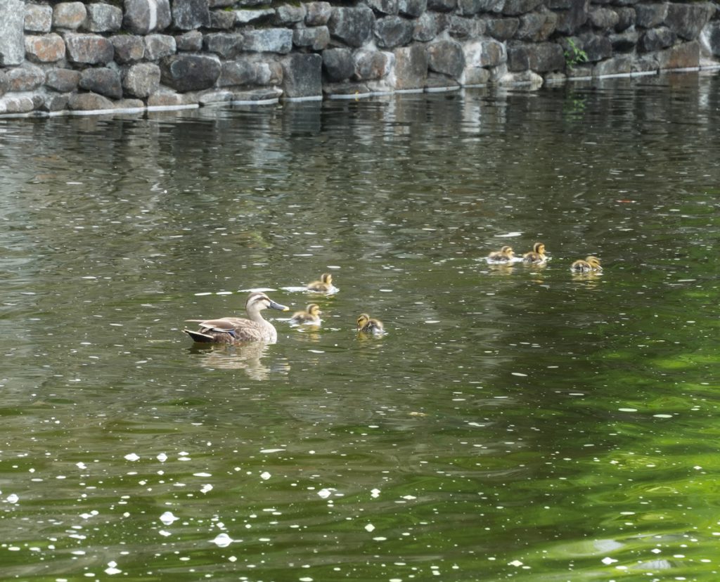武蔵の池でヒナ6匹を連れて泳ぐカルガモ (2022年7月18日撮影)