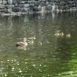 武蔵の池でヒナ6匹を連れて泳ぐカルガモ (2022年7月18日撮影)