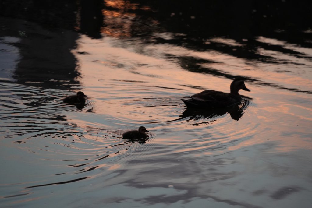 日没前に池を泳ぐカルガモの親子 (2022年8月2日撮影)