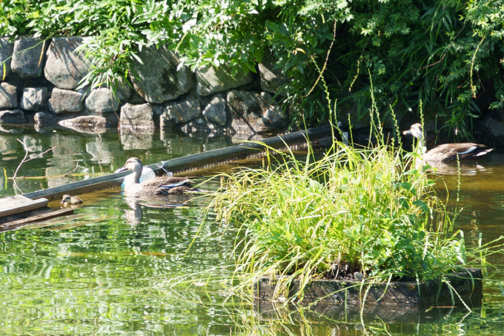 武蔵の池にいたカルガモ家族① (2023年6月3日撮影)