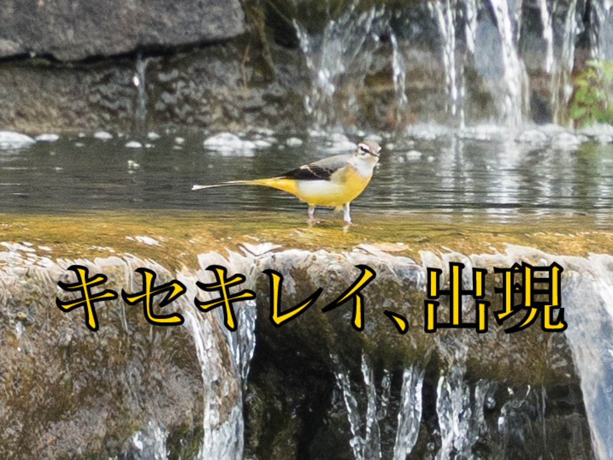 武蔵国分寺公園の武蔵の池にある「扇の滝」に現れたキセキレイ (2022年9月9日撮影)
