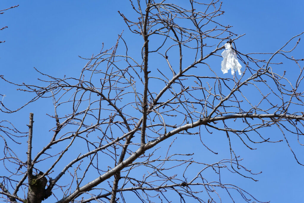 武蔵国分寺公園の円形広場の木に引っ掛かっている凧 (2023年1月6日撮影)