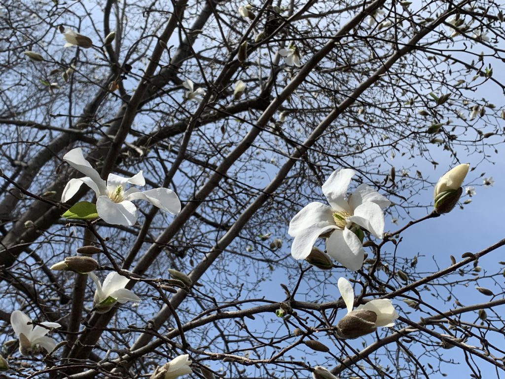 武蔵国分寺公園で咲き始めたコブシの花 (2022年3月17日撮影)