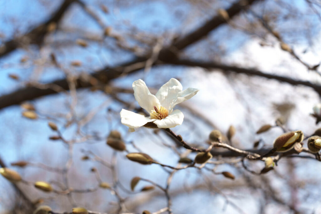 咲き始めたコブシの花 (2023年3月10日撮影)