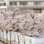 国分寺市の新庁舎建設工事の現場で咲く桜の花 (2023年3月24日撮影)