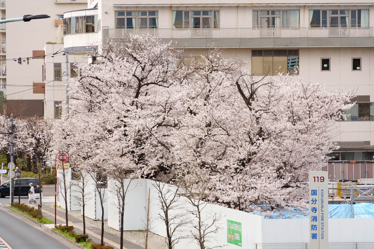 国分寺市の新庁舎建設工事の現場で咲く桜の花 (2023年3月24日撮影)