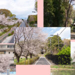 国分寺の桜2023アイキャッチ画像