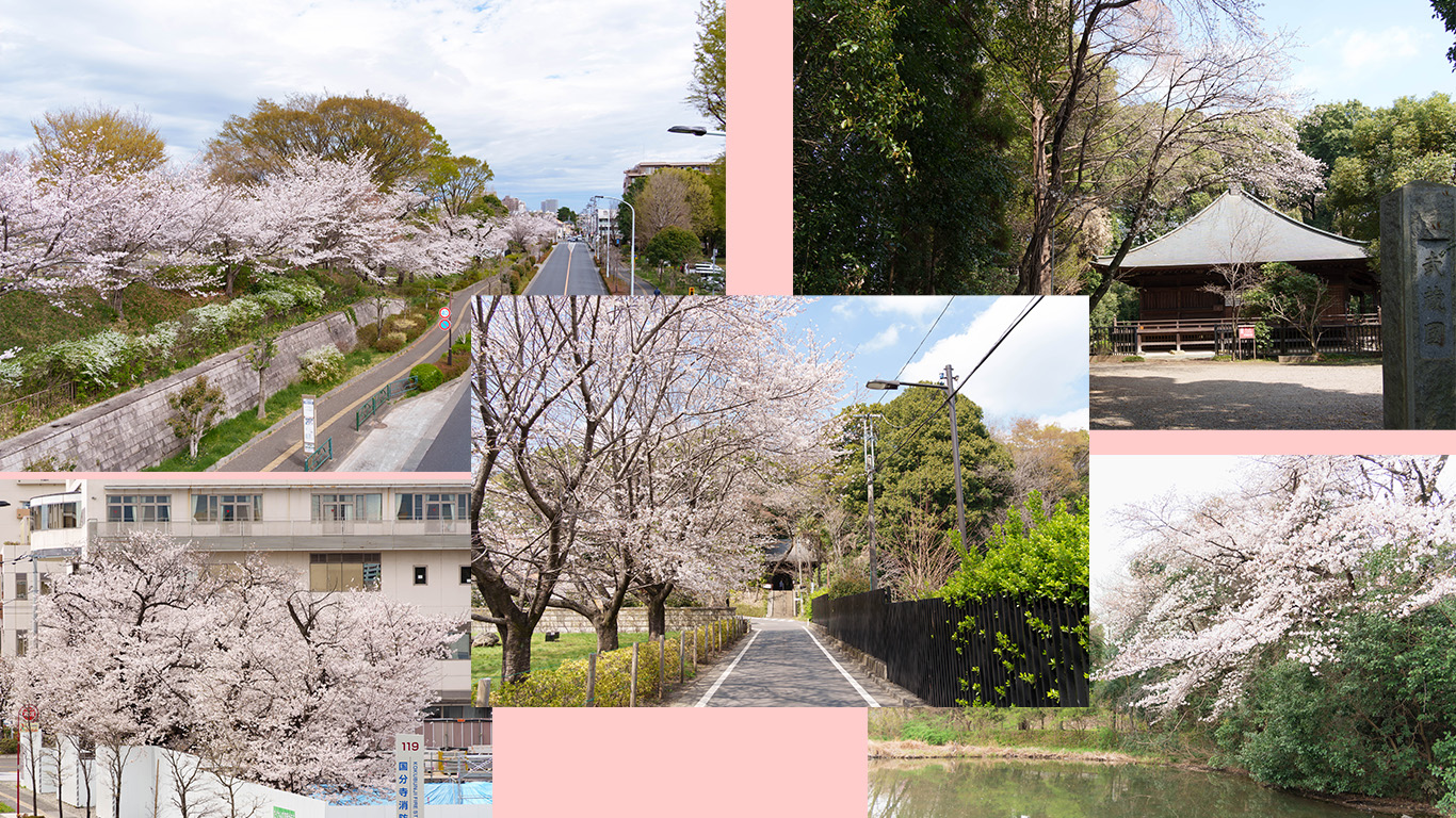 国分寺の桜2023アイキャッチ画像