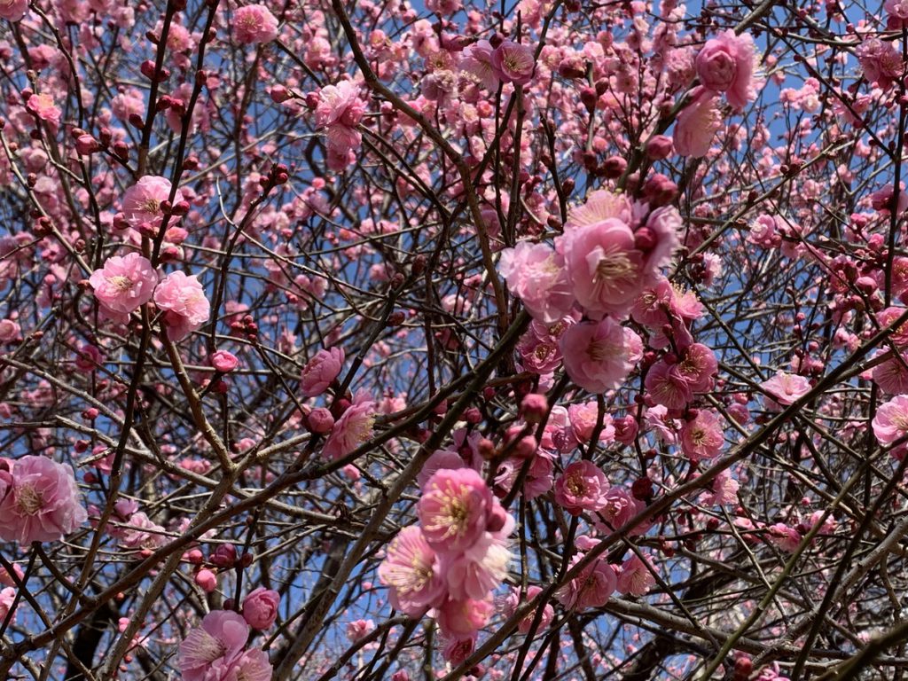 見頃を迎えた武蔵国分寺公園の紅梅 (2022年2月1日撮影)