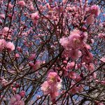 見頃を迎えた武蔵国分寺公園の紅梅 (2022年2月1日撮影)