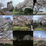 国立・国分寺エリアの桜2022　タイル画像