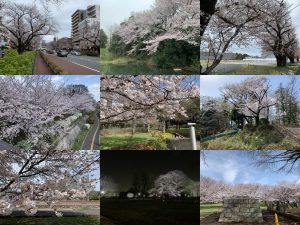 国立・国分寺エリアの桜2022　タイル画像