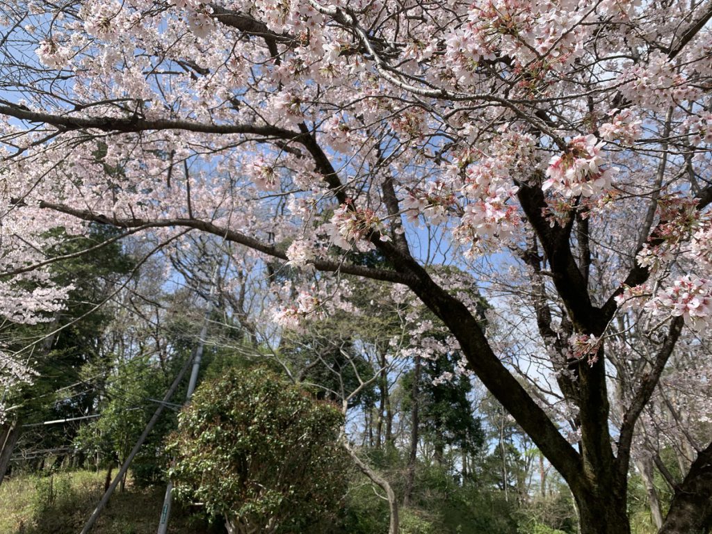 黒鐘公園から伝鎌倉街道を眺めた方向 (2022年3月30日撮影)