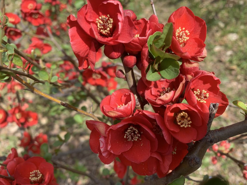 武蔵国分寺公園に咲くクサボケの赤い花 (2022年3月17日撮影)