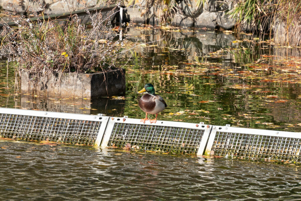 武蔵の池に現れるようになったマガモのオス (2022年11月14日撮影)