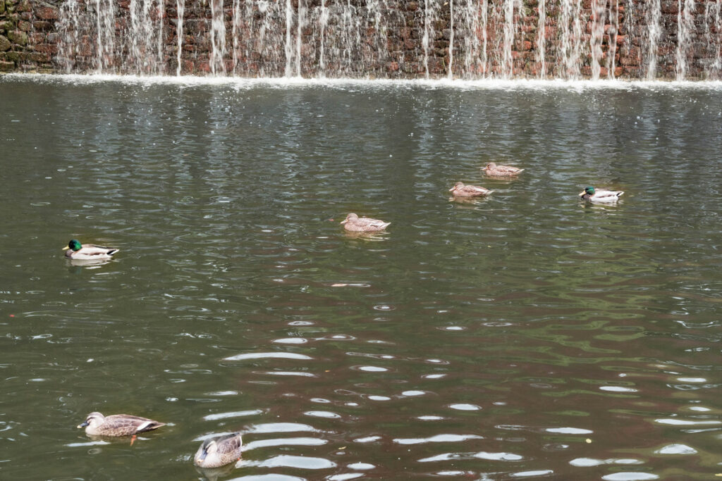 武蔵の池で一緒に泳ぐマガモとカルガモ (2022年11月20日撮影)