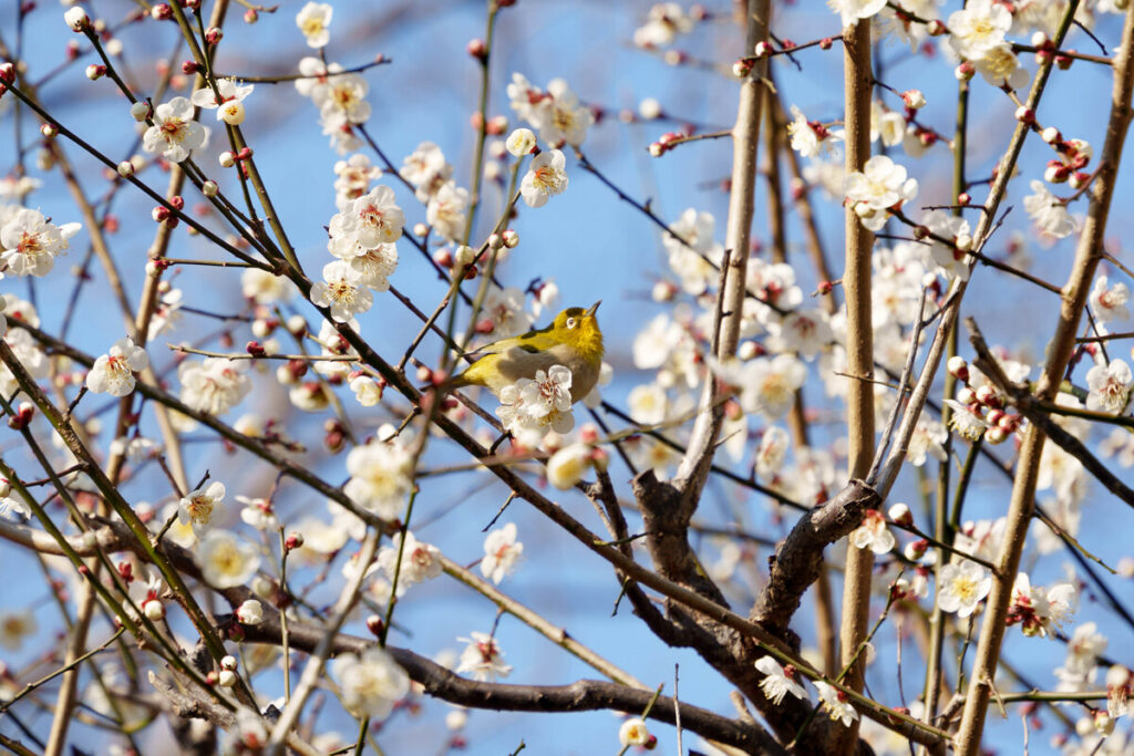 武蔵国分寺の万葉庭園の梅に止まるメジロ (2023年2月18日撮影)